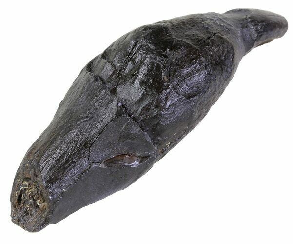Fossil Whale Tooth - South Carolina #63564
